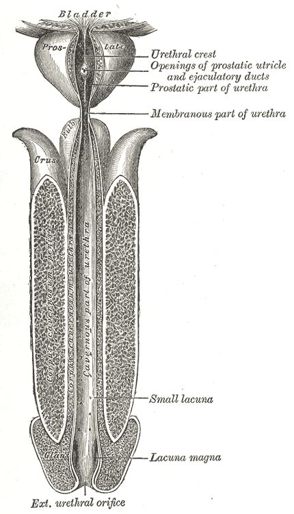 méat urinaire|Méat urétral — Wikipédia